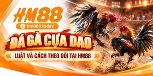 Đá Gà Cựa Dao – Luật Và Cách Theo Dõi Tại HM88