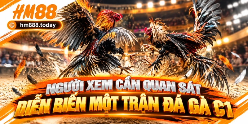 Người xem cần quan sát diễn biến một trận đá gà C1